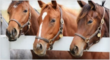 rural launches first equine delegated authority scheme
